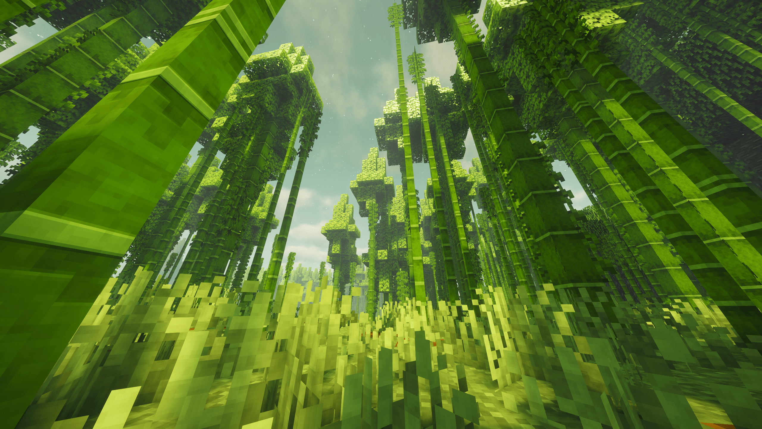 Bamboo Forest