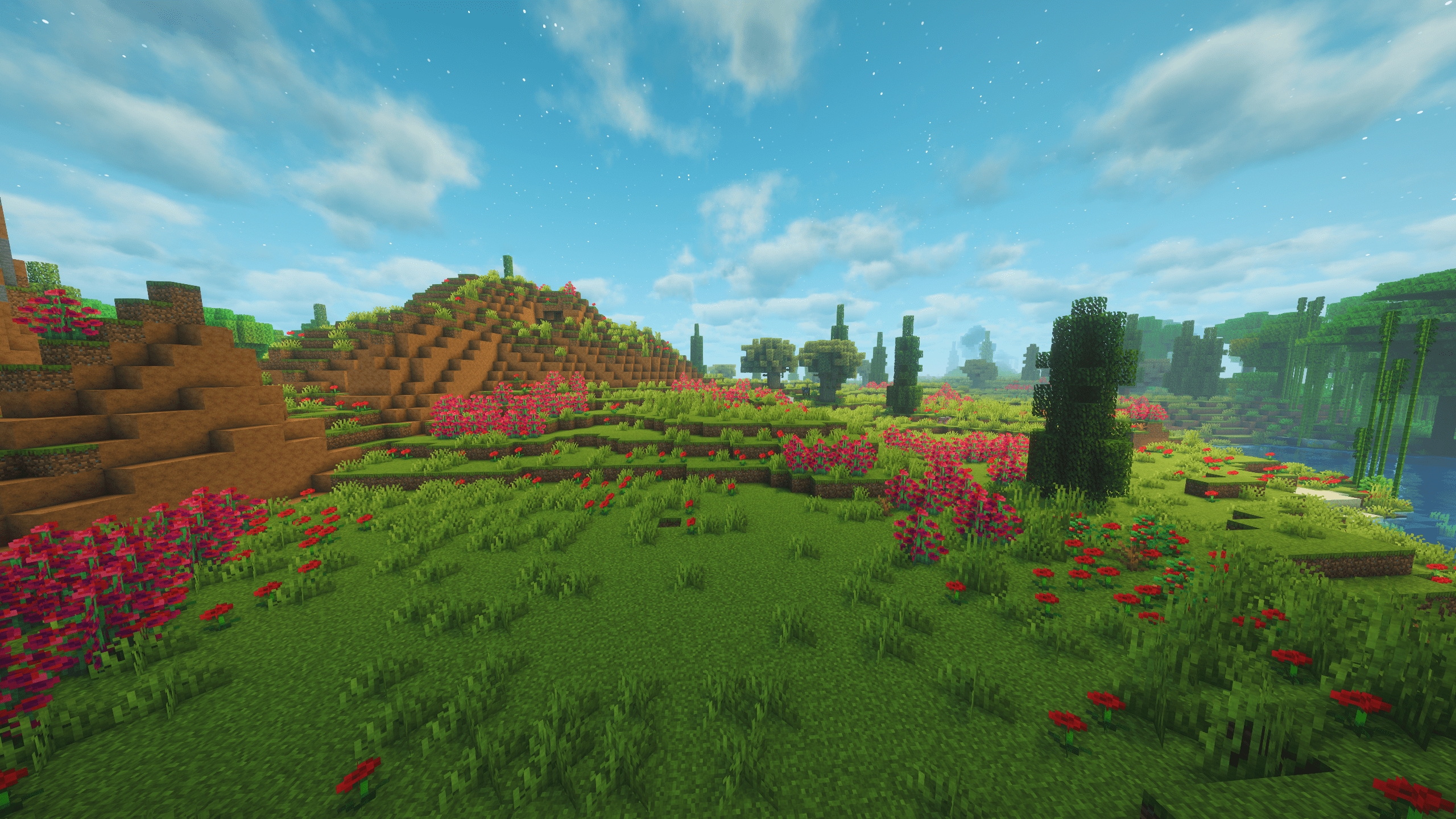 Carnation Fields