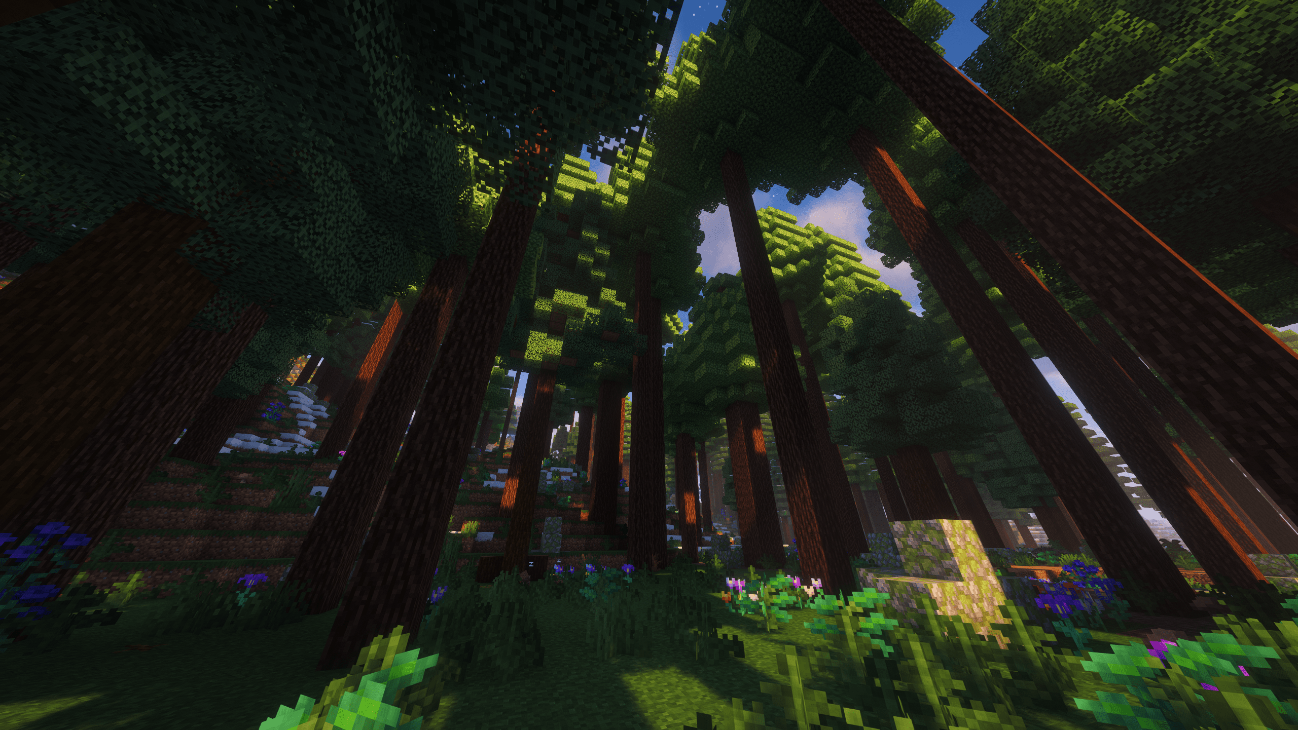Coniferous Forest