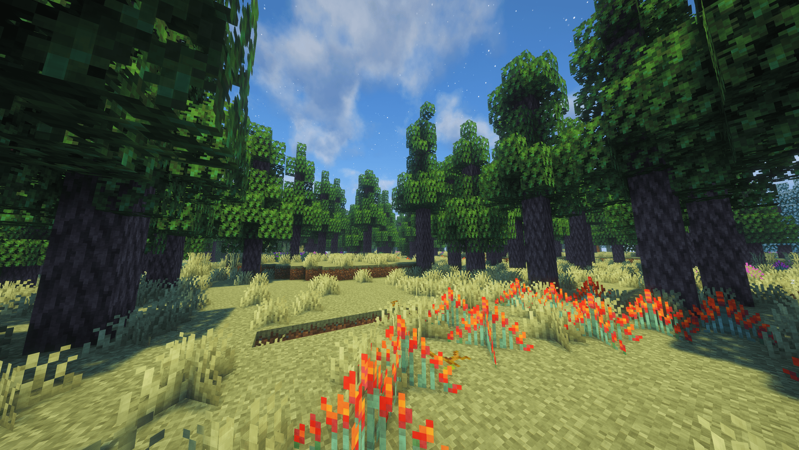 Fir Forest