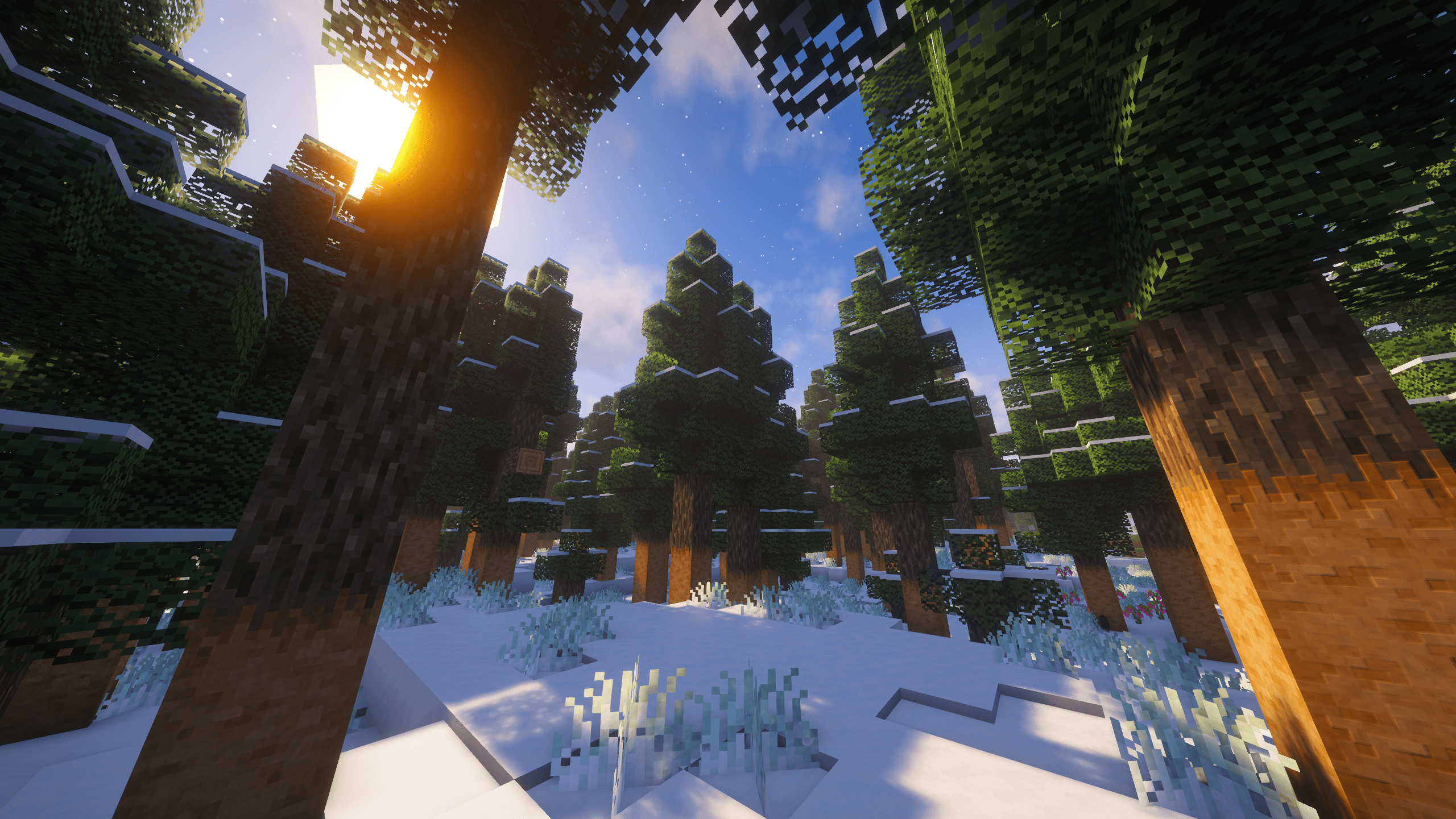 Frozen Pine Taiga