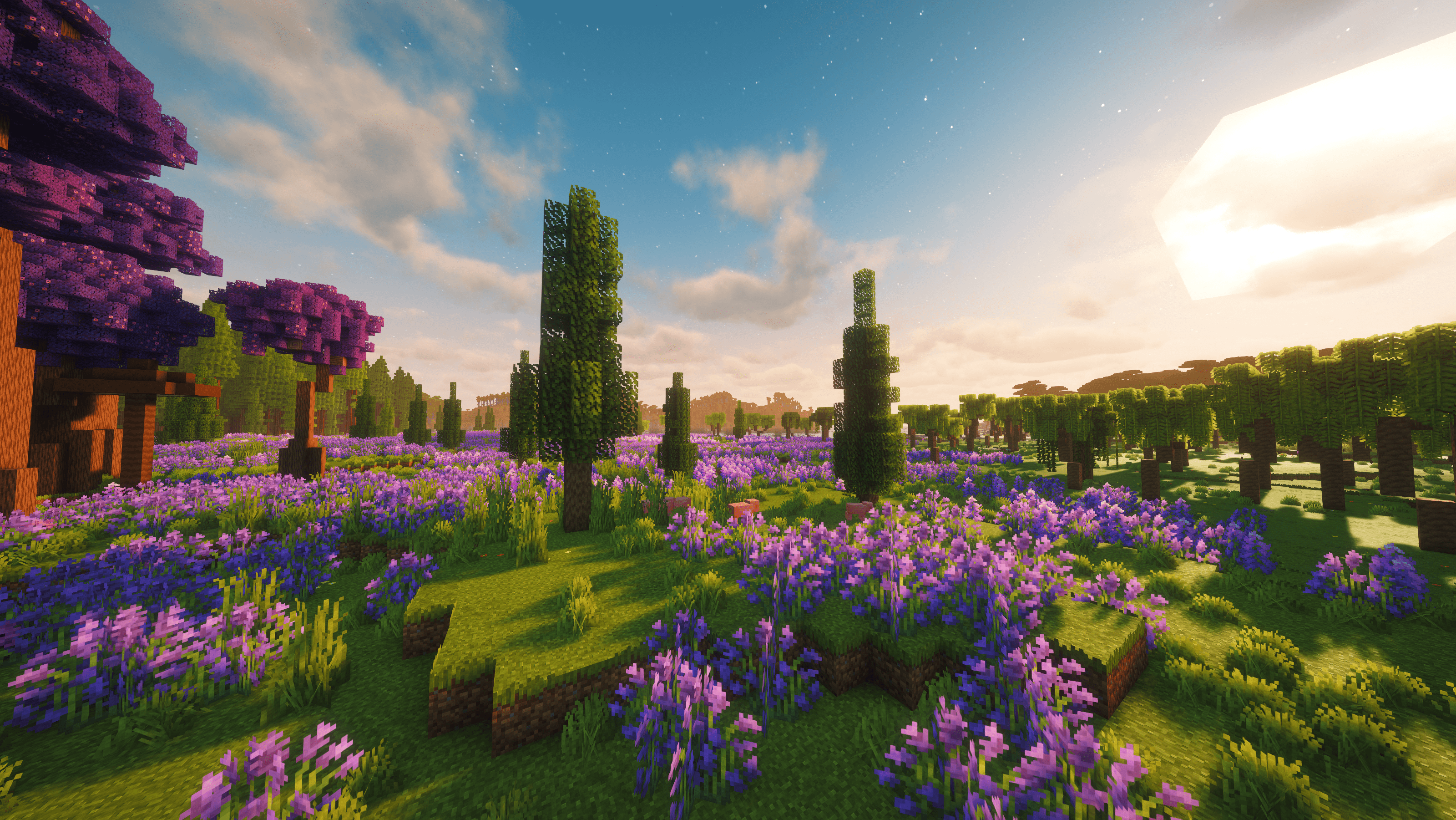 Lavender Fields