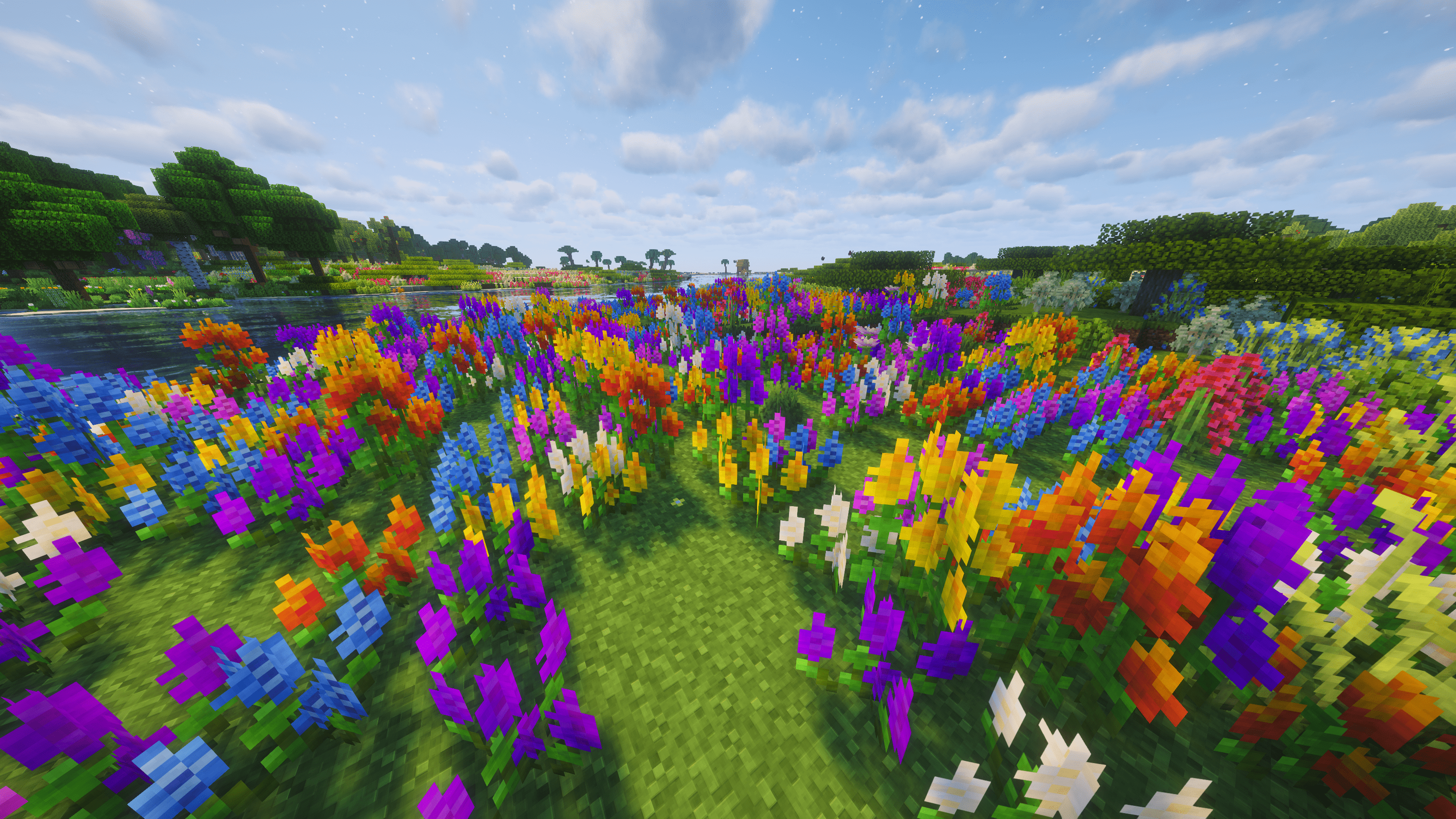 Lupine Fields