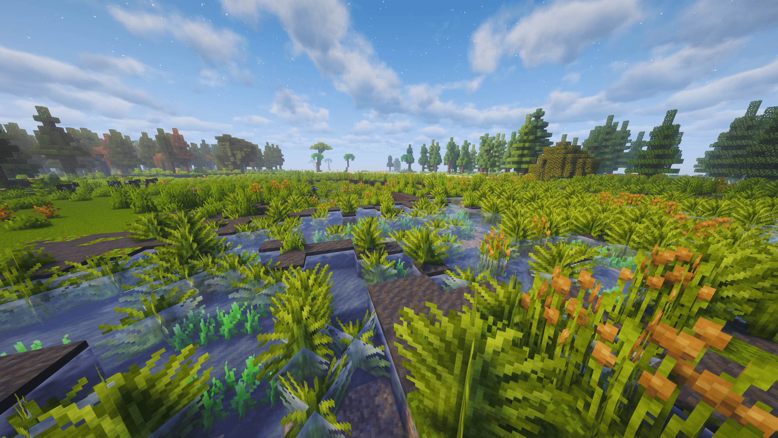 Marsh