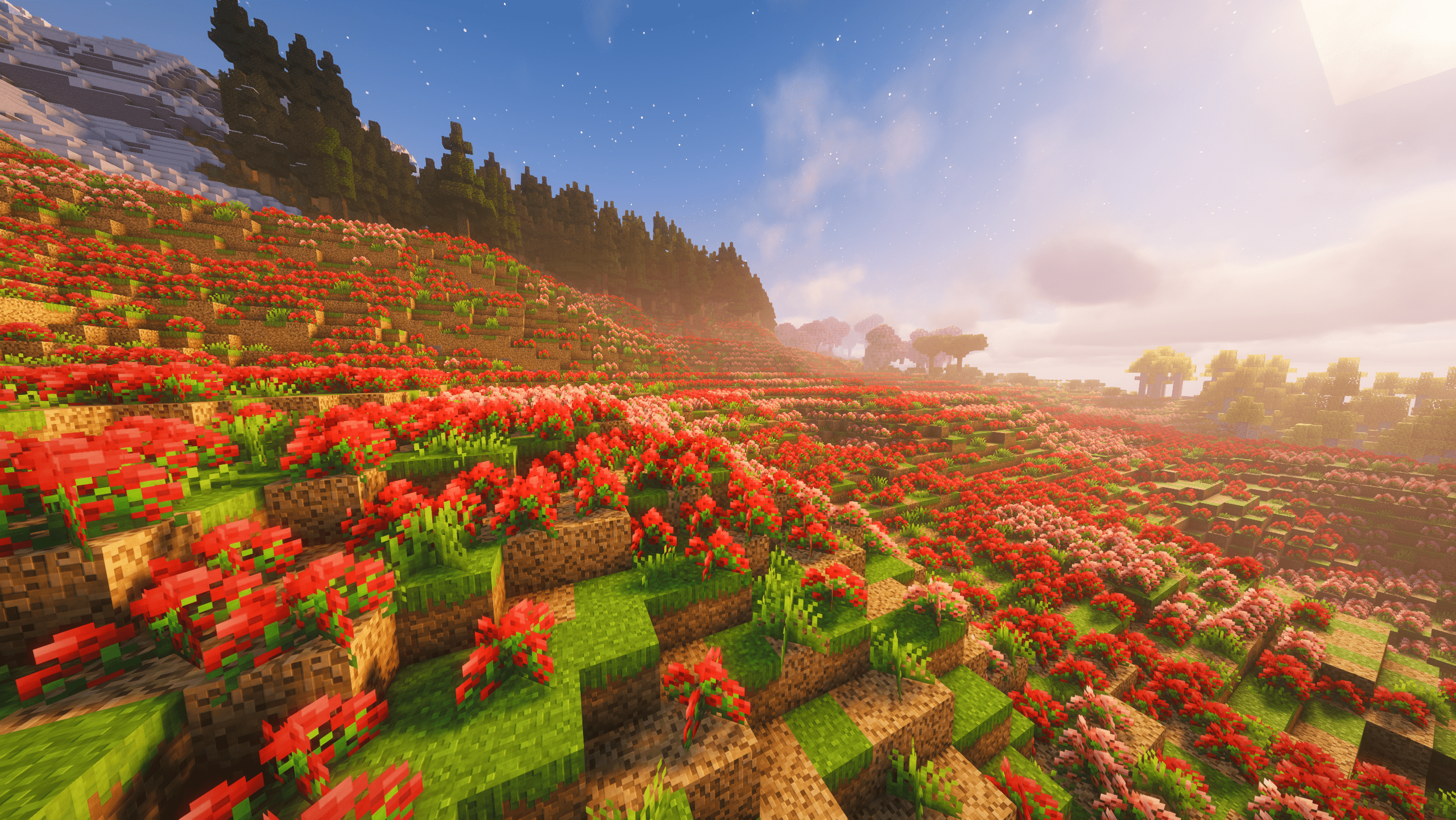 Poppy Fields