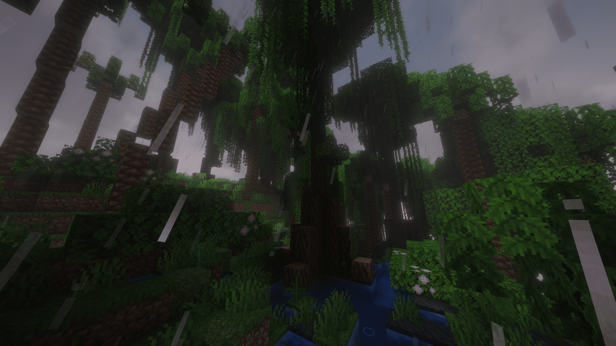 Rainforest