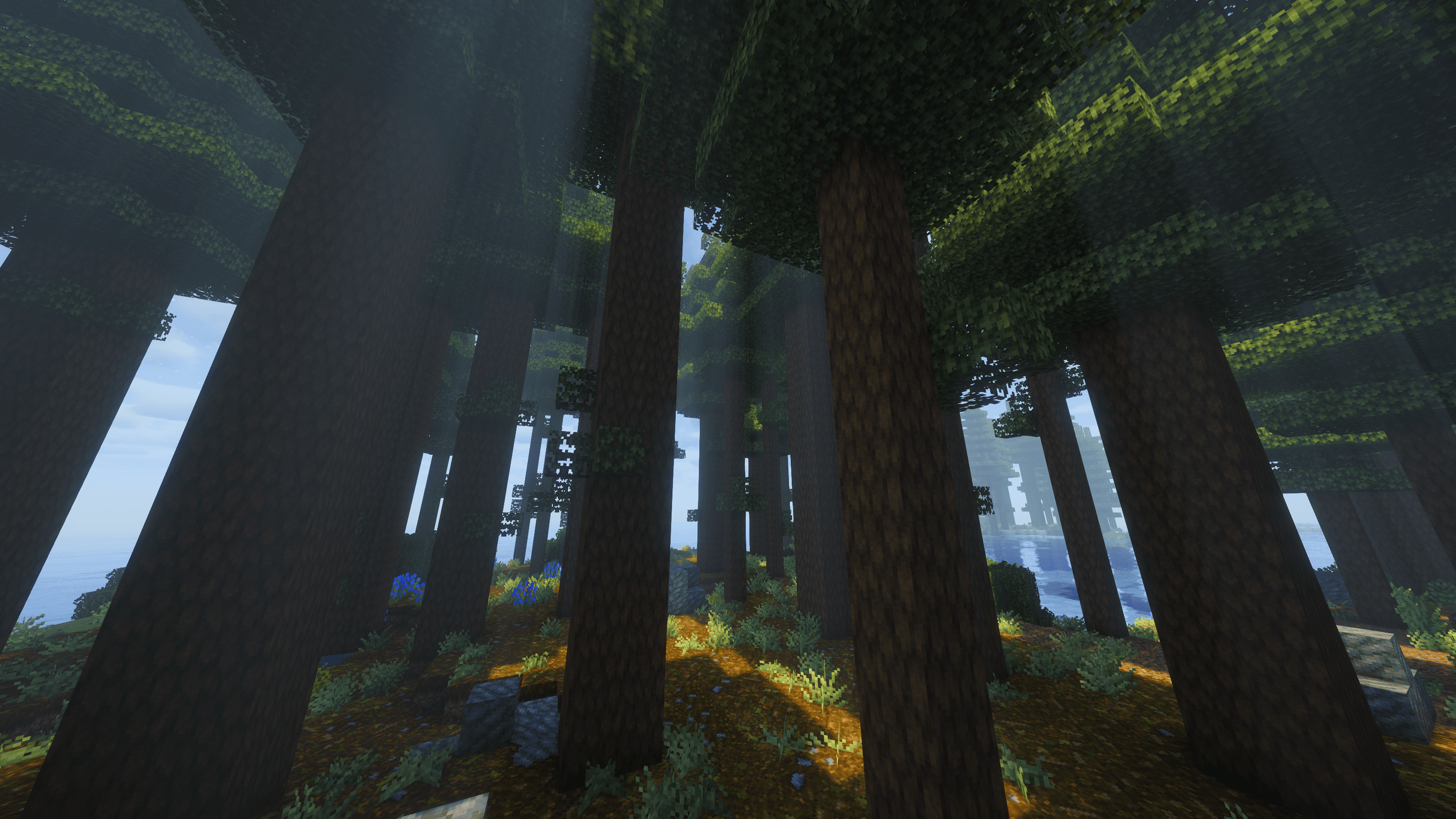 Redwood Forest