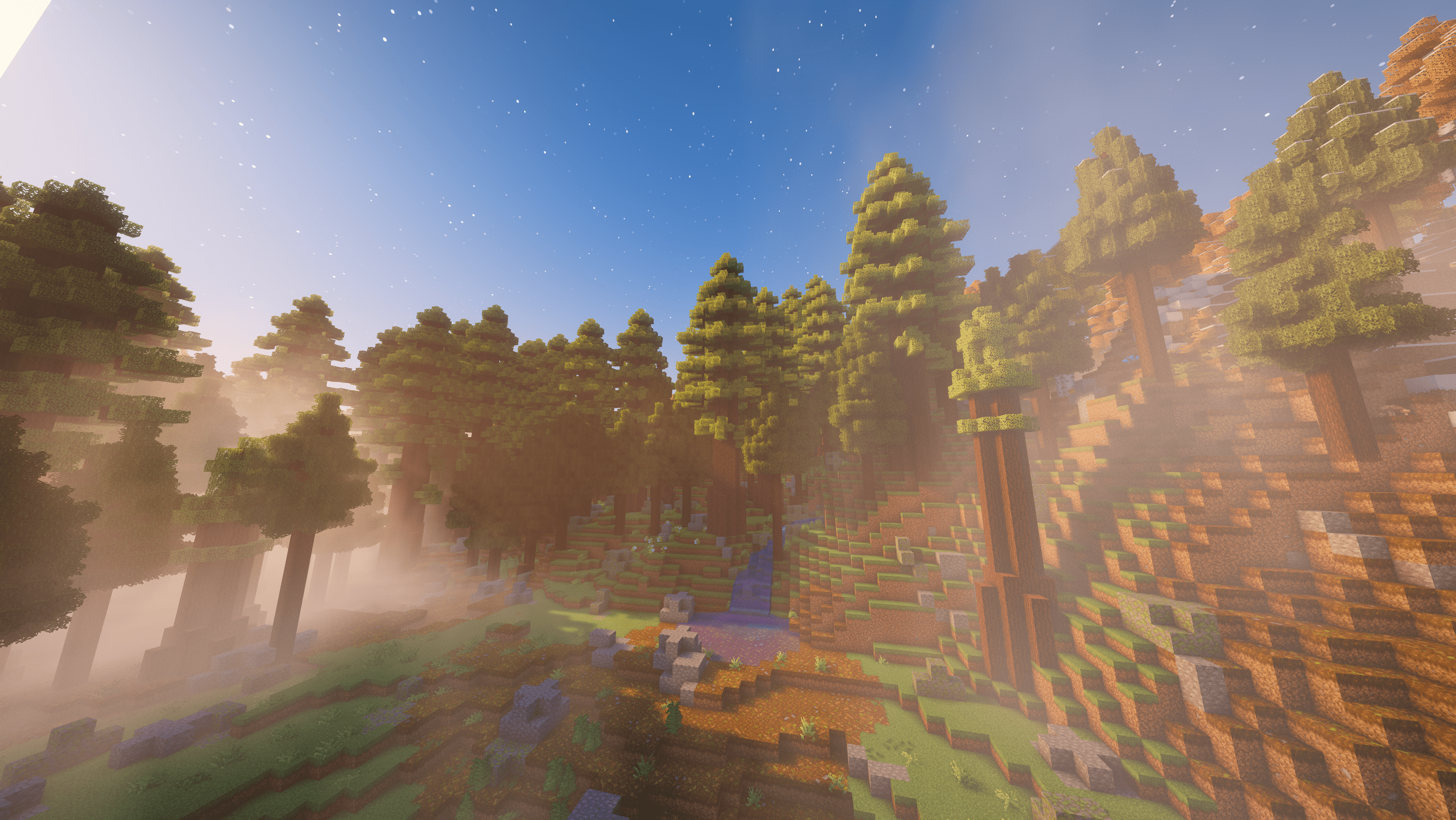 Redwood Thicket