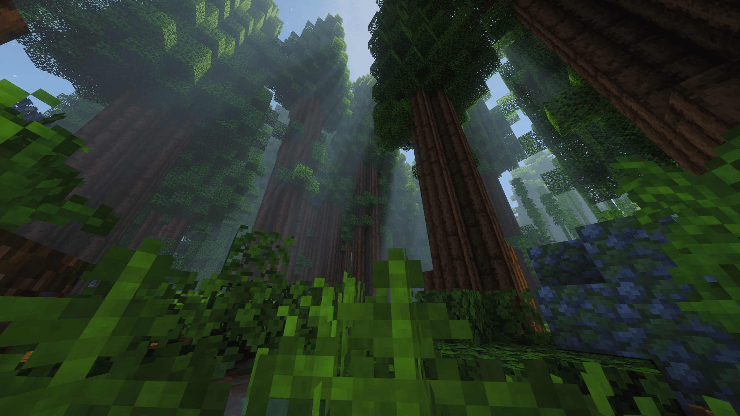 Redwoods