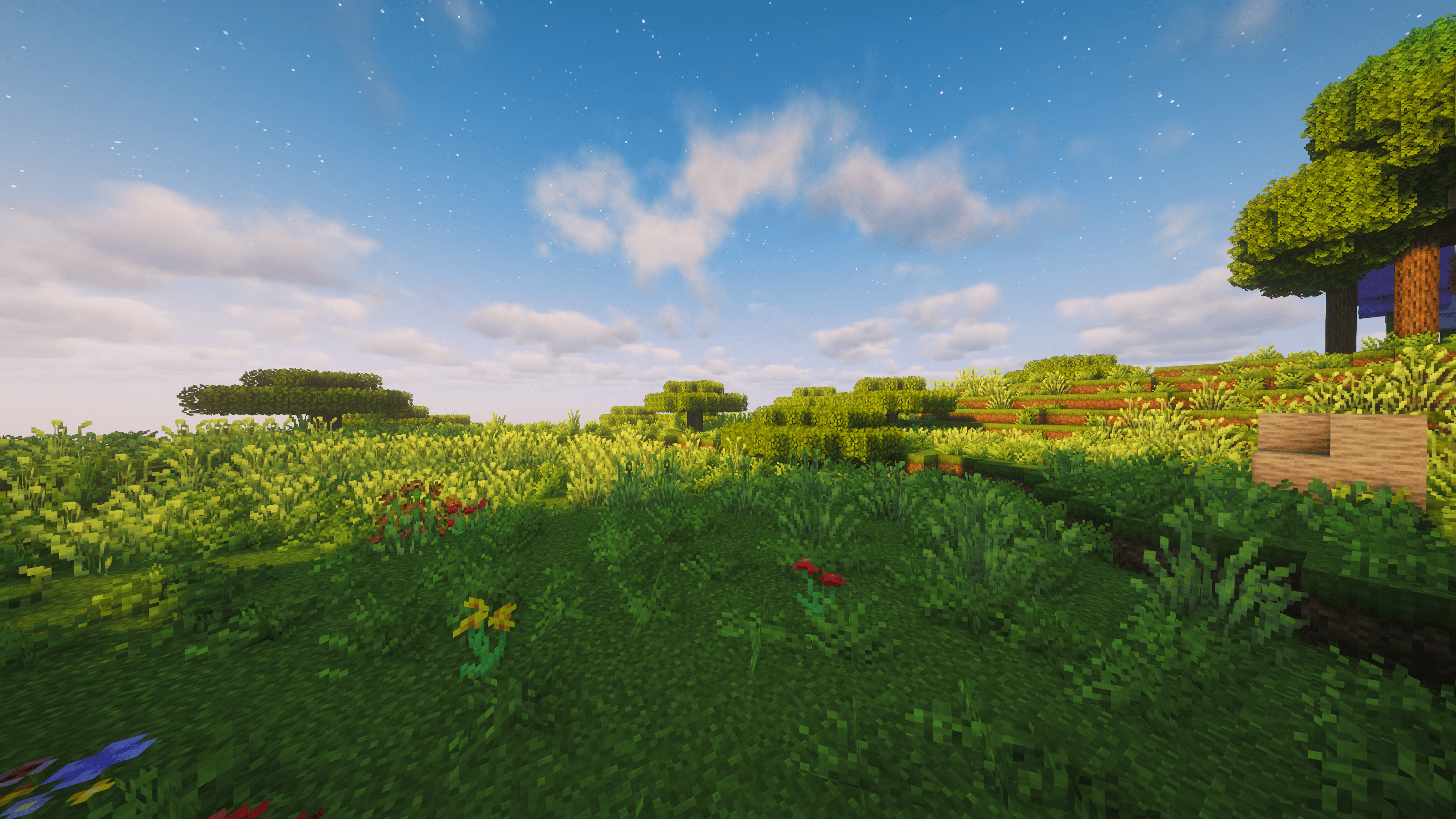 Shrubland