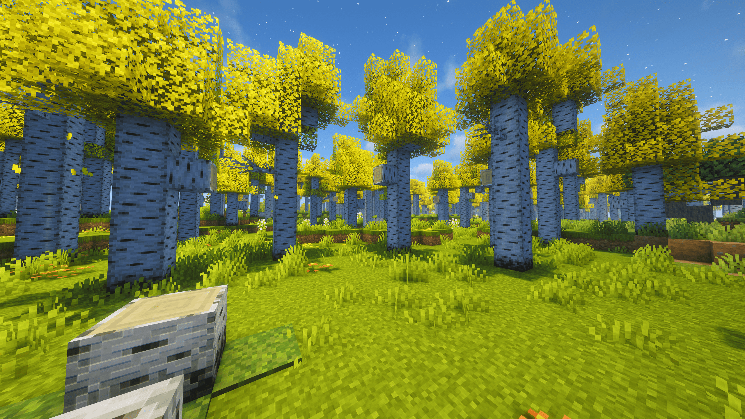 Silver Birch Forest