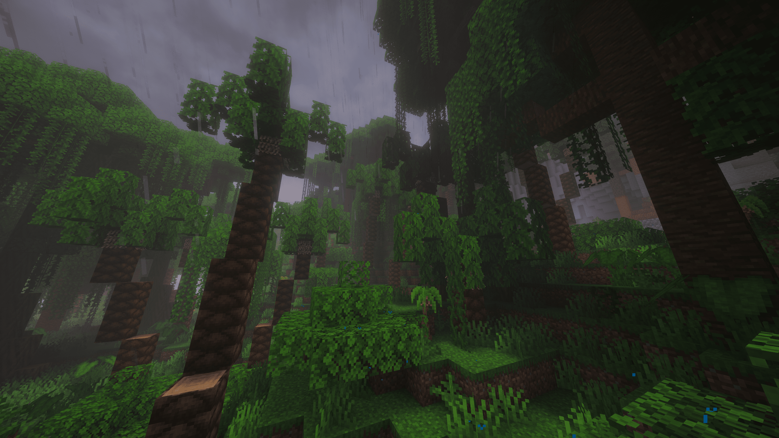 Sparse Rainforest
