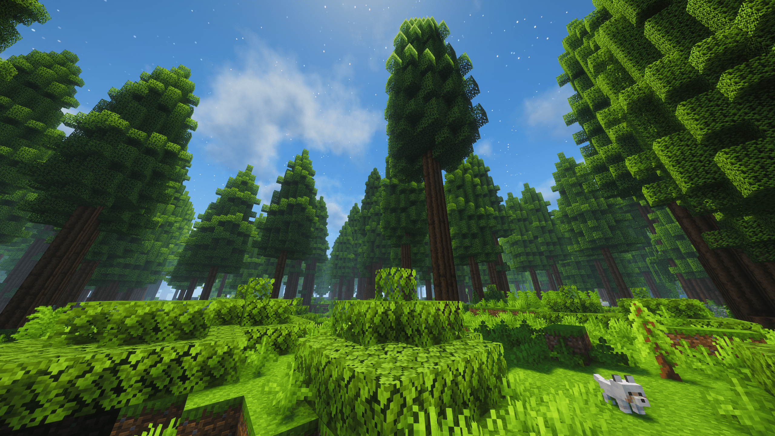 Sparse Redwoods