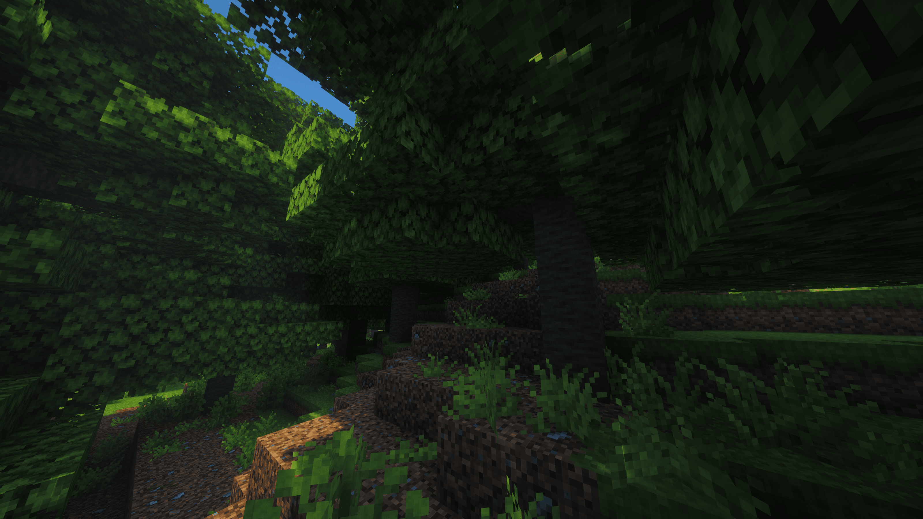Sugi Forest