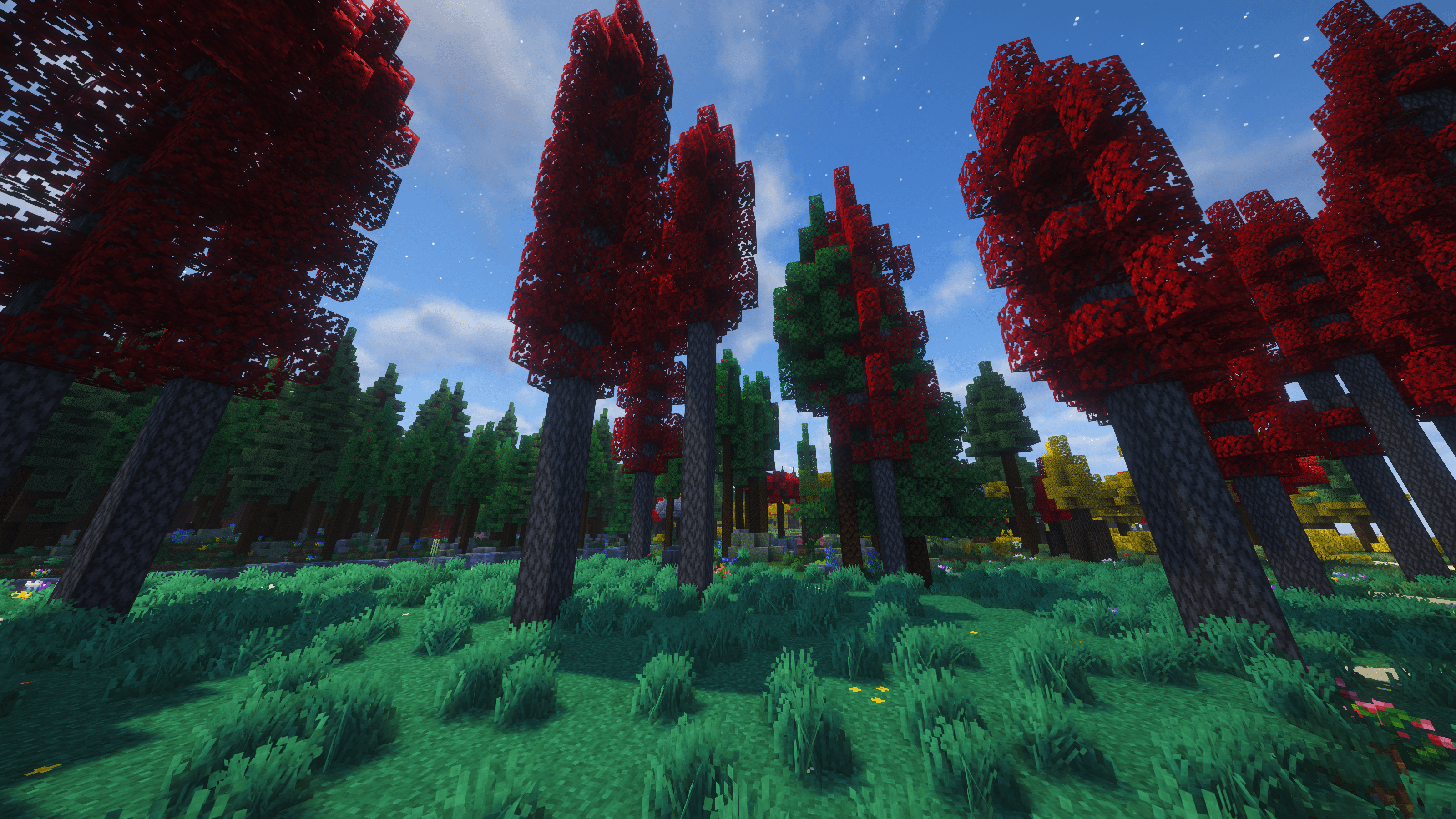Zelkova Forest